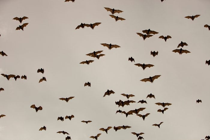 bats flying in dusk sky