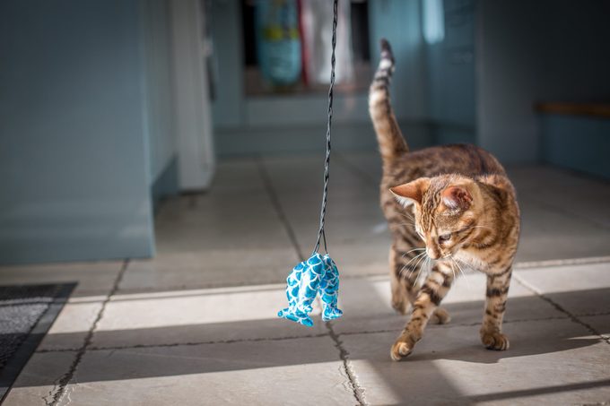 playful cat with toy