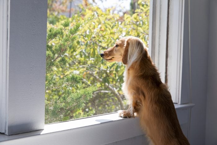 Long haired dachshund looking out the window