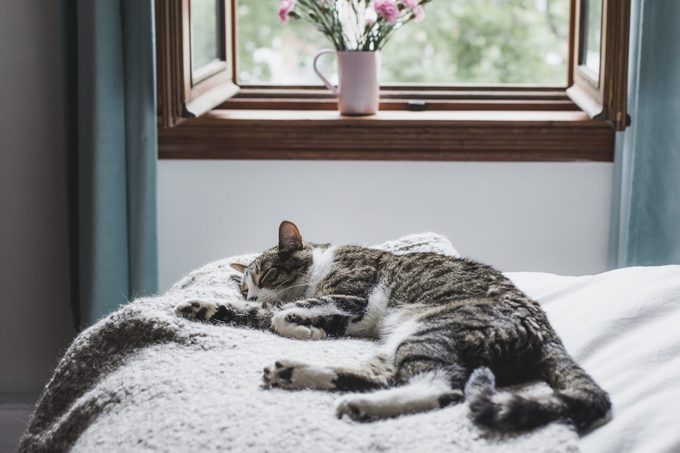 Tabby cat sleeping on a bed