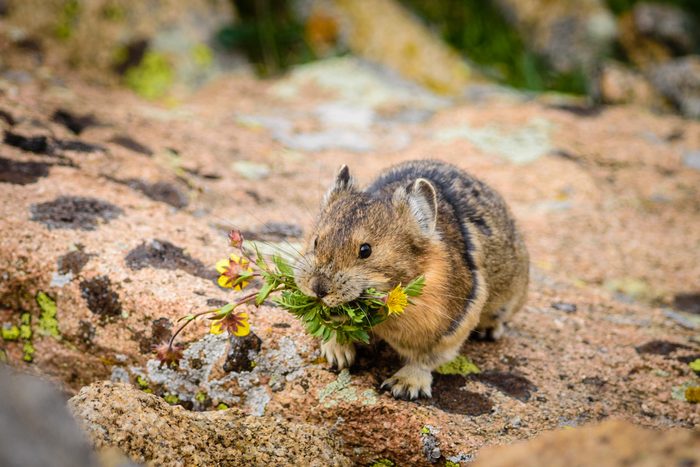Pika with flowers in its mouth