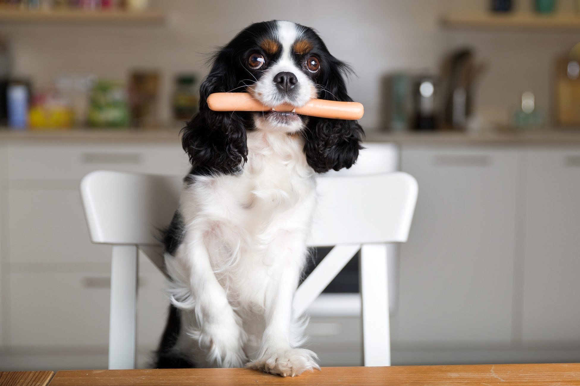 Can Dogs Eat Hot Dogs? - Reader's Digest
