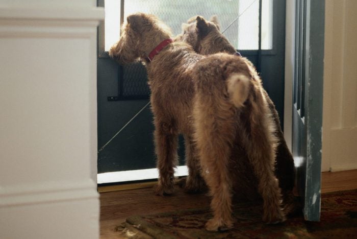 Two Irish Terriers Looking out Front Door