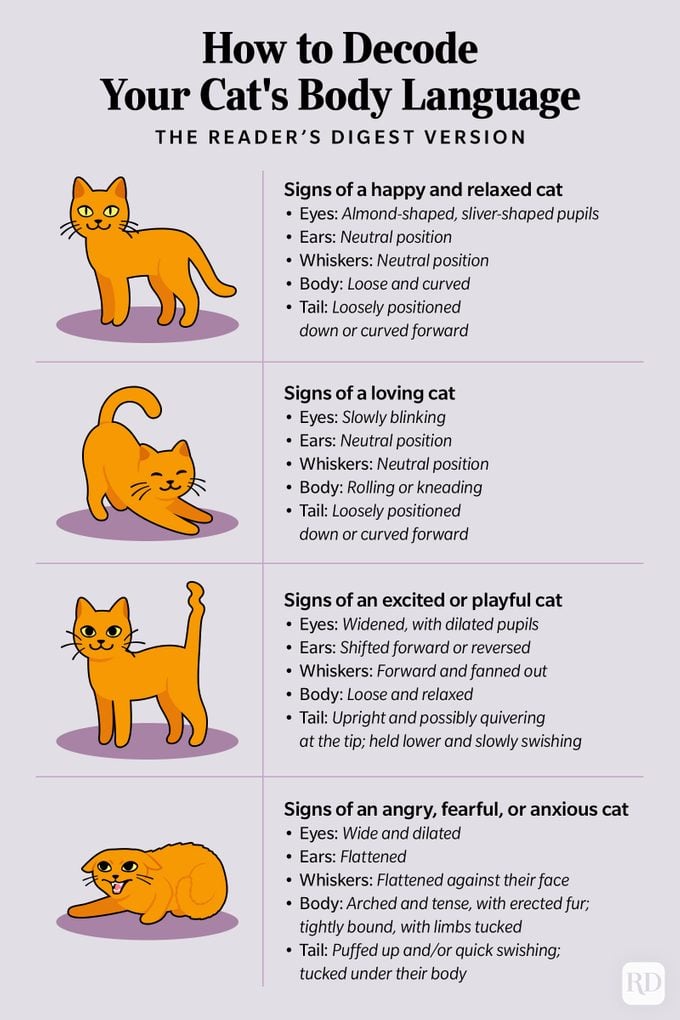 Illustrated infographic depicting how to decode your cat's body language