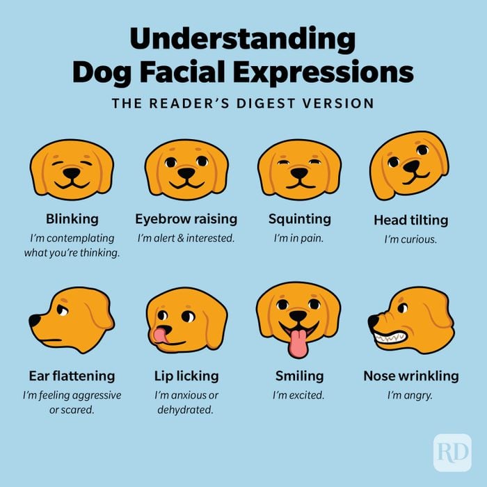 Infographic showing illustrated dog facial expressions and what they mean