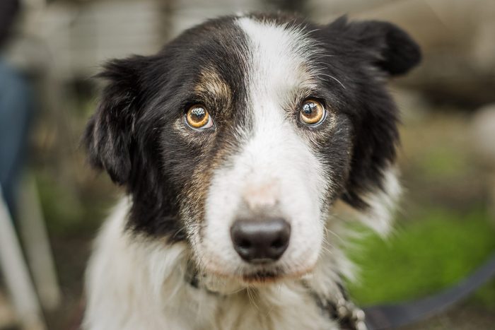 A senior Border Collie dog with a rescue at his foster home, looking at the camera with a nervous expression. He has been adopted!
