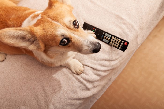 Pembroke Welsh Corgi on the couch with a TV remote control. Watching movies, TV programs at home, on self-isolation with a pet