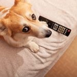 Do Dogs Actually Watch TV?
