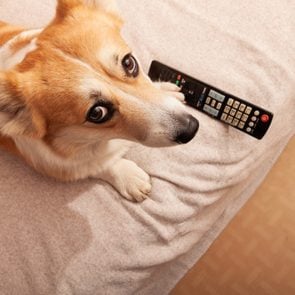 Pembroke Welsh Corgi on the couch with a TV remote control. Watching movies, TV programs at home, on self-isolation with a pet
