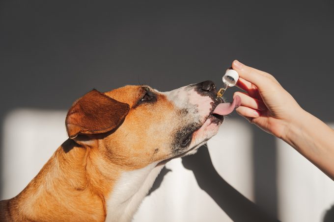 Dog taking essential oil from dropper.
