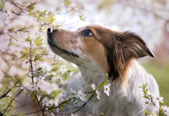 A dog smelling flowers