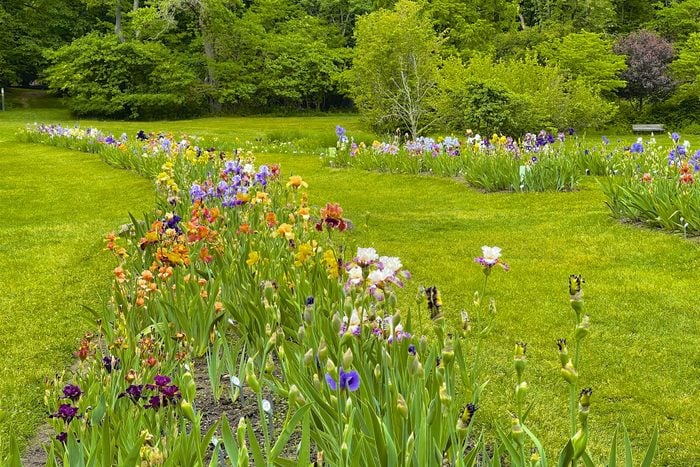 Beds of iris in springtime at Presby Memorial Iris Gardens in Montclair, NJ