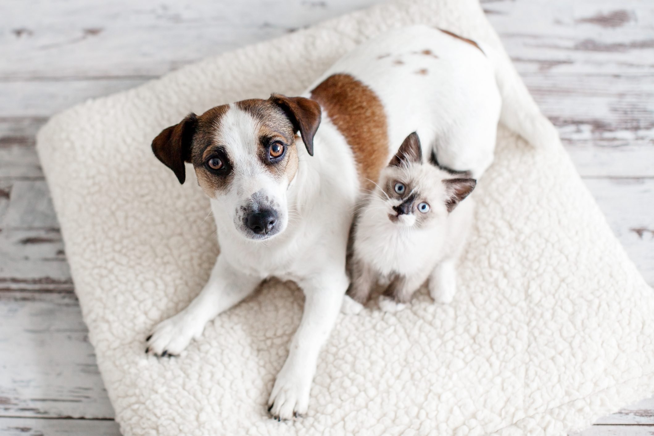 Pet Odor Removal: 10 Easiest Ways to Get Rid of Pet Odors