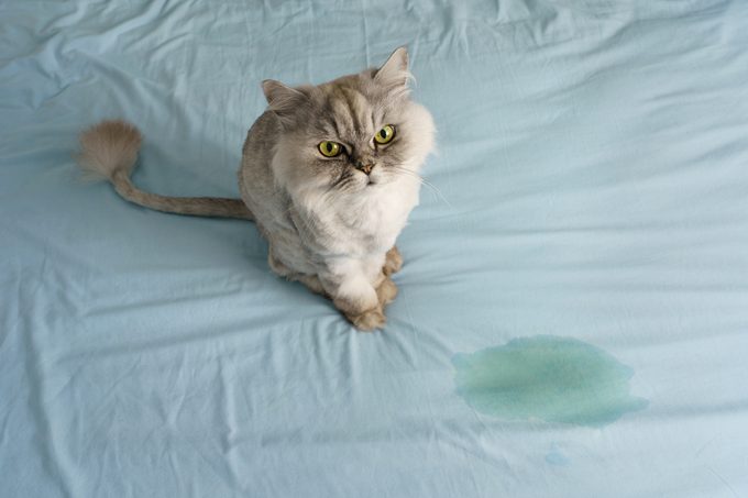 Domestic grey cat sitting near wet or piss spot on the bed. Cat peeing or urinating on bed at home. Bad cat behaviour