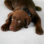 How to Get Dog Poop Out of Carpet