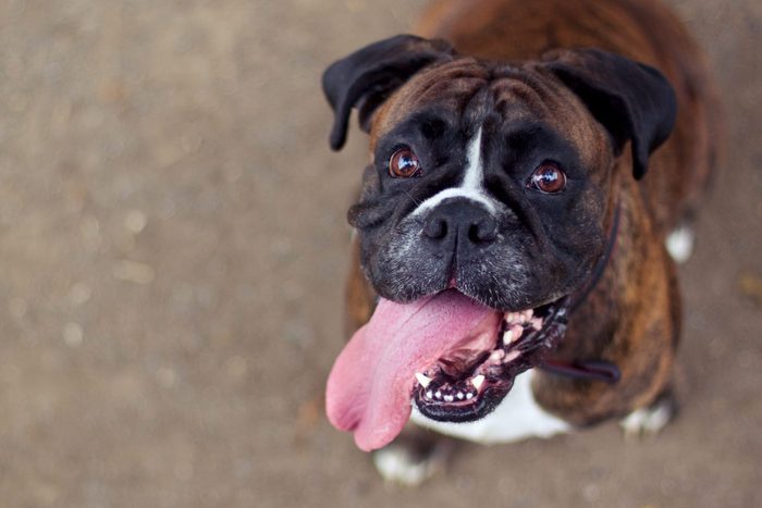 Boxer dog sticking out his tongue