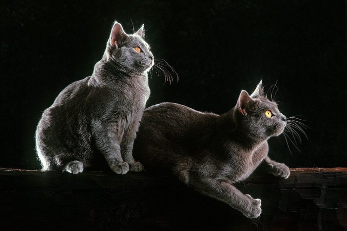 Chartreux cats, Felis catus