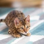 How to Get Cat Pee Out of Carpet