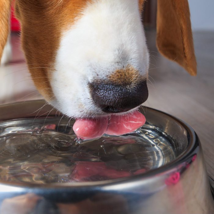 close up of Beagle dog tongue drinking water