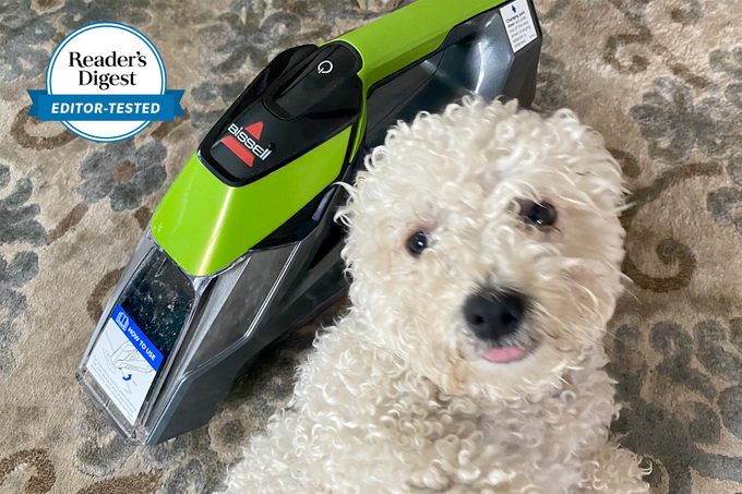 small white dog with bissell stain remover