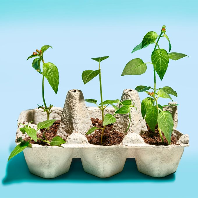 Sprouted plants in an egg carton