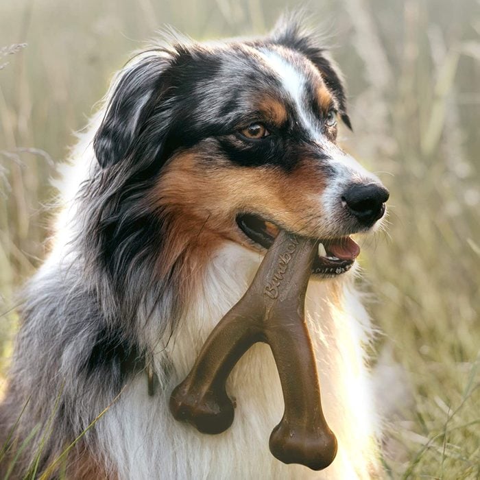 Benebone Wishbone Durable Dog Chew Toy Ecomm Via Amazon