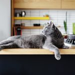 Here’s How to Keep Cats Off Counters