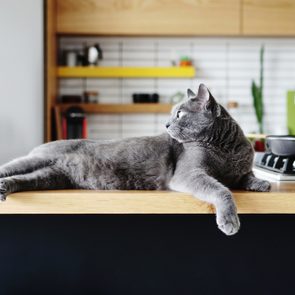 Cat Relaxing On Kitchen Counter At Home