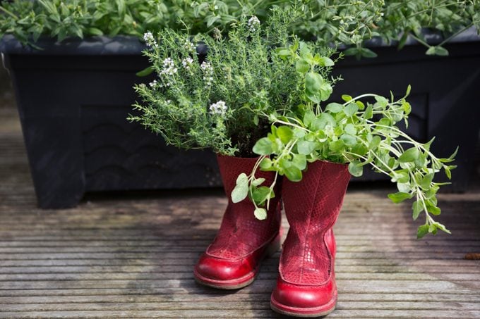Fresh herbs growing in repurposed old red boots