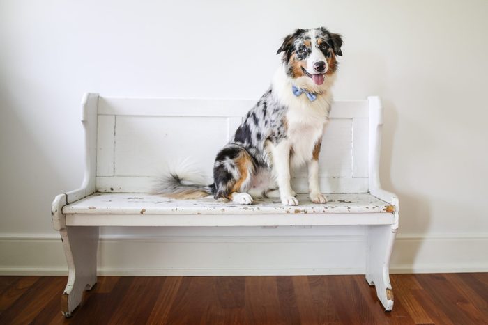 A young purebred blue merle Australian Shepherd poses on a bench for a portrait.