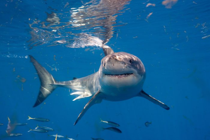 Great White Shark, Mexico