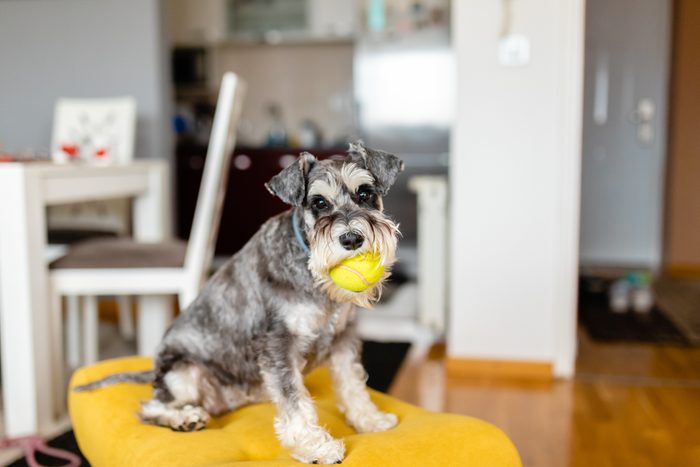 Mini grey schnauzer sitting and holding a ball in his mouth