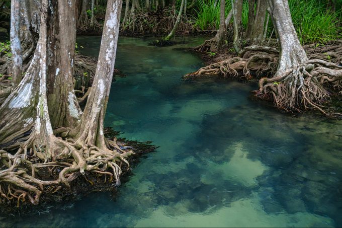 Tha Pom, The Mangrove Forest in Krabi province