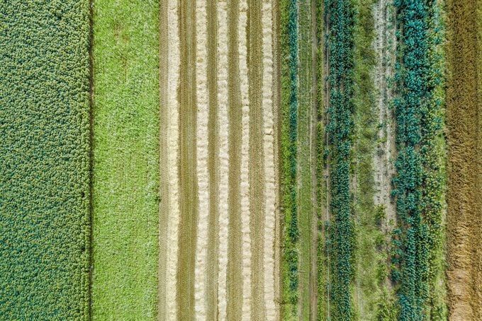 Aerial drone image of fields with diverse crop growth based on principle of polyculture and permaculture