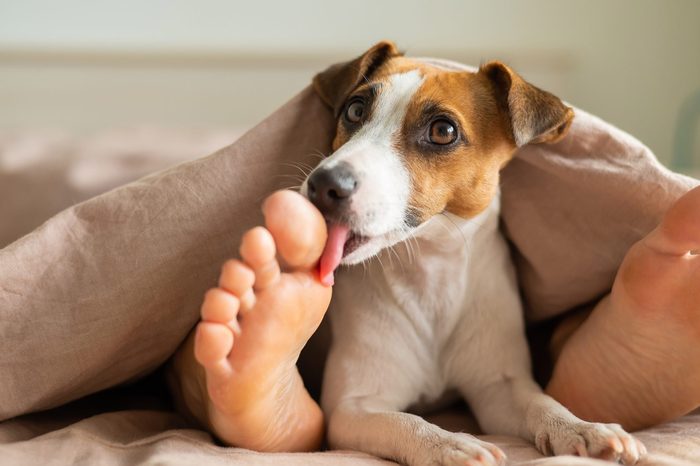 jack russell terrier dog lies with an anonymous person on the bed and licks their feet