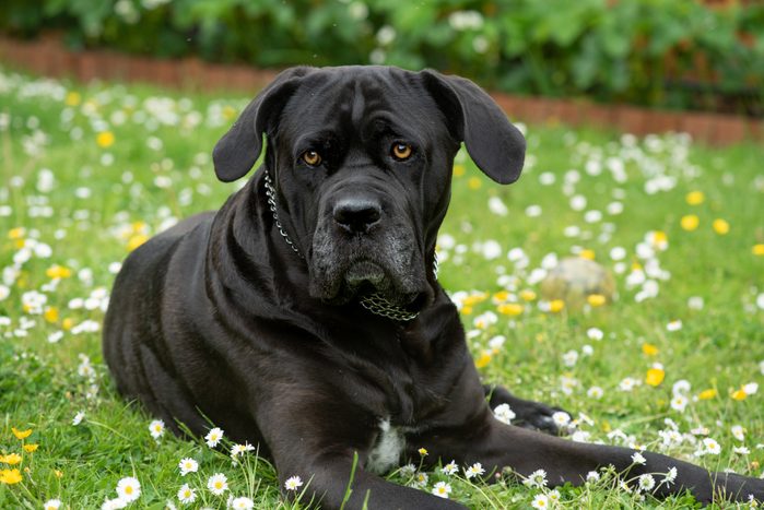 black Cane Corso Italian mastiff dog in the grass with flowers