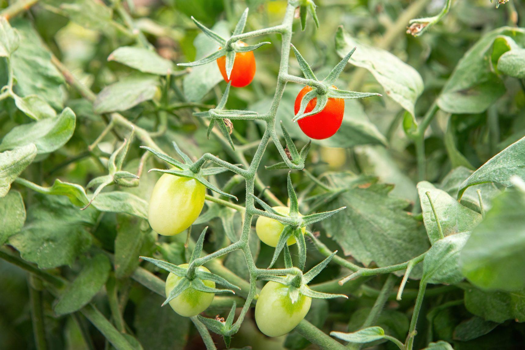 Close-up shot of homegrown organic tomato, Bangkok, Thailand