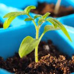 How to Grow Your Own Food: A Beginner’s Guide