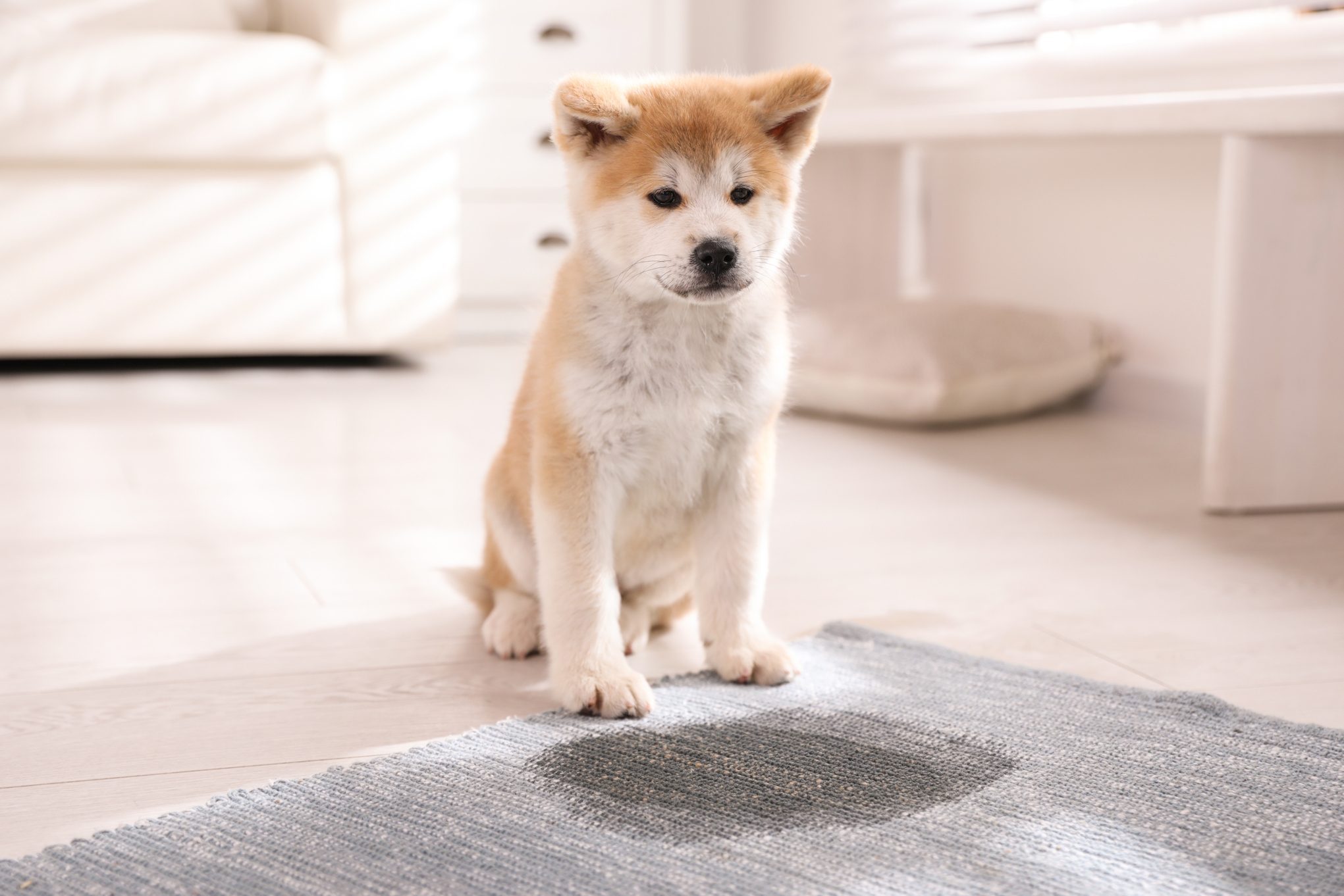 How To Clean Dog From Your Carpet In 4 Easy Steps 2024 Trusted Since 1922