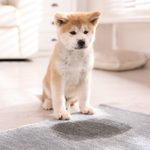 How to Clean Dog Pee from Your Carpet in 4 Steps