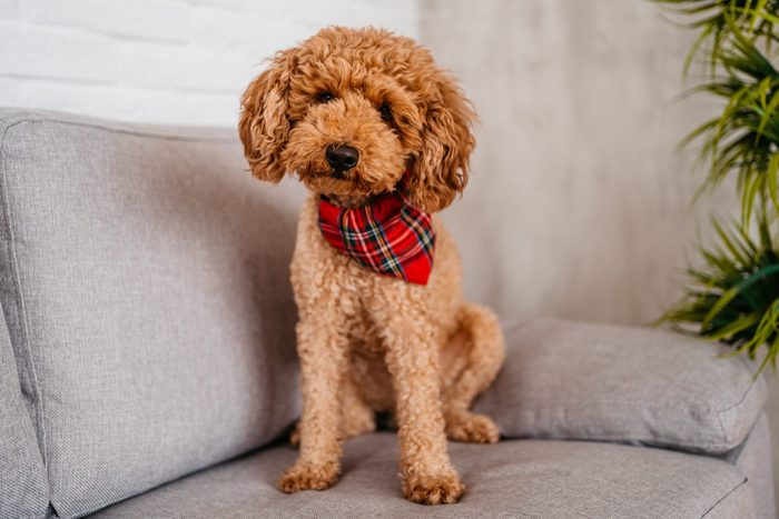 Cute Poodle Sitting On The Sofa
