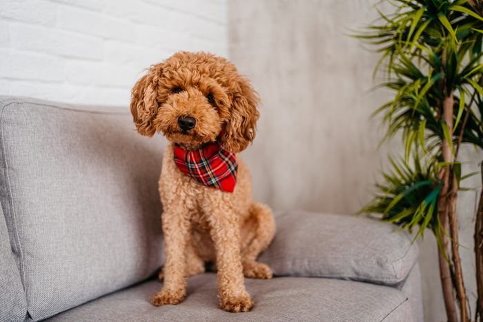 Cute Poodle Sitting On The Sofa