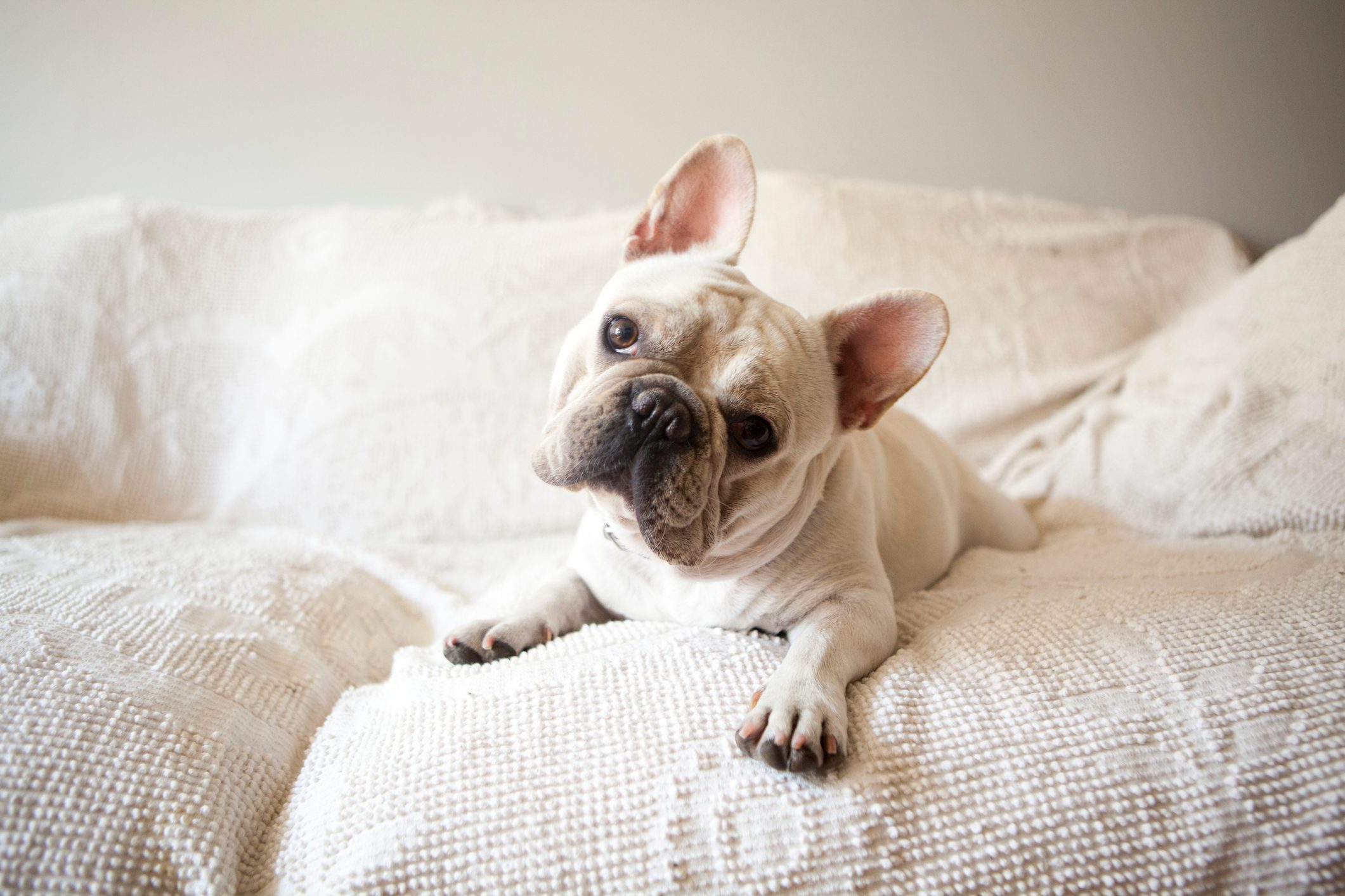 white French bulldog tipping its head on a white couch