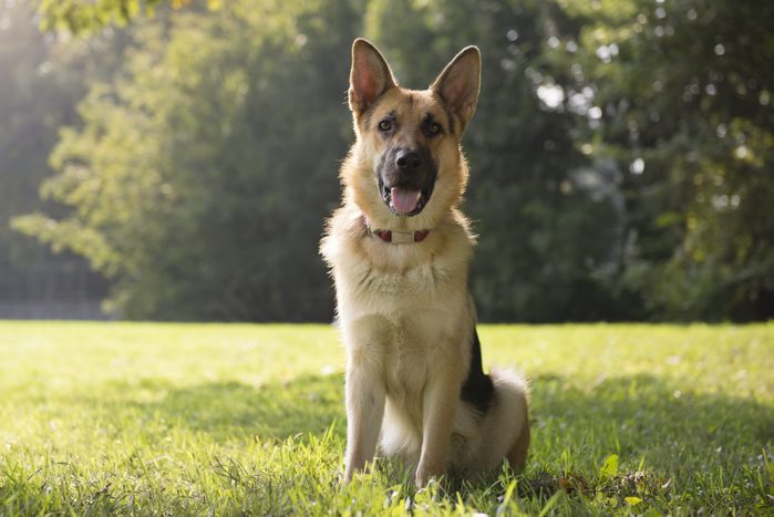 young purebreed German Shepard dog in park