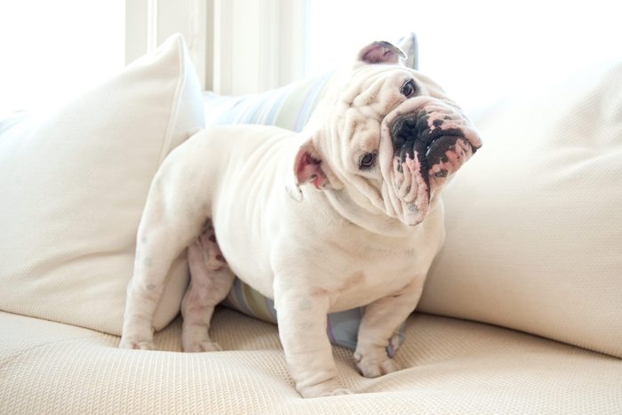 Portrait of English Bulldog on white sofa looking quizzically into camera.