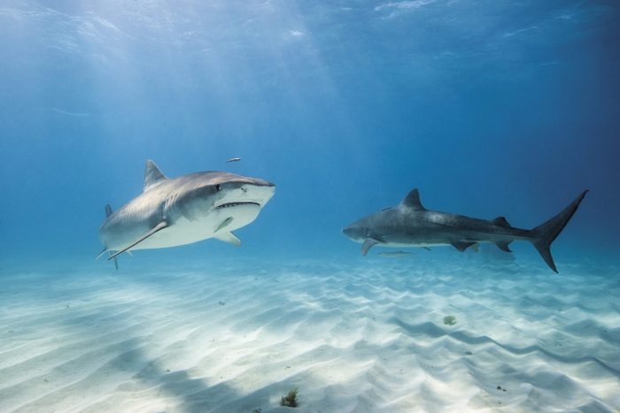 Bahamas, Tiger sharks at Bahama Bank