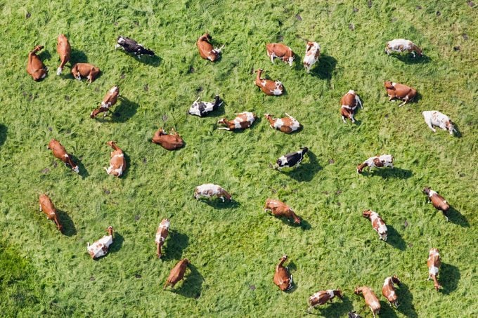 Netherlands, Westbroek, Cows in Meadow Ruminate. Aerial