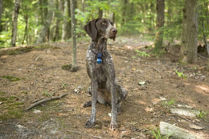 German Short-haired Pointer in the woods with a blue bell on his collar