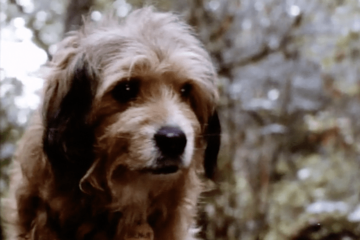 beji dog from the Disney movie, benji the hunted