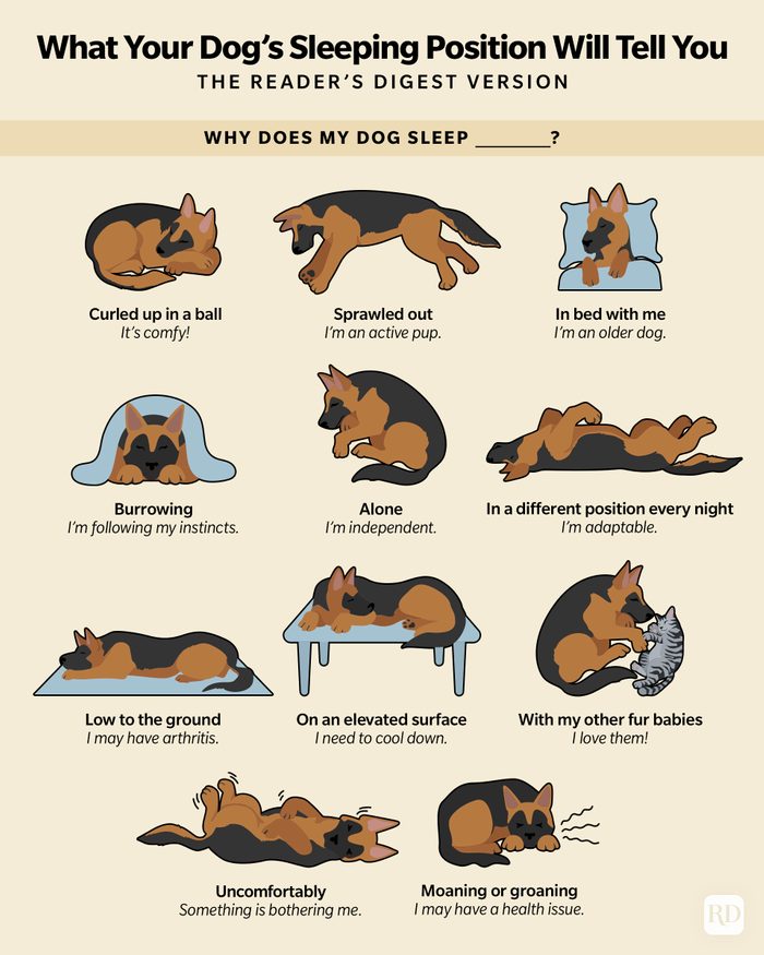 What Your Dogs Sleeping Position Will Tell You Infographic Gettyimages2
